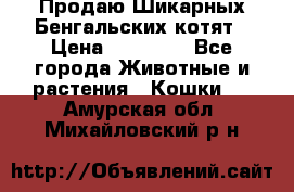 Продаю Шикарных Бенгальских котят › Цена ­ 17 000 - Все города Животные и растения » Кошки   . Амурская обл.,Михайловский р-н